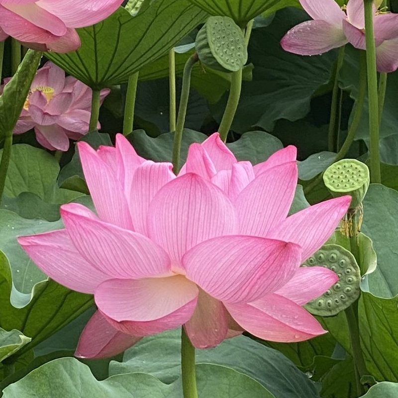 flower1759576216288